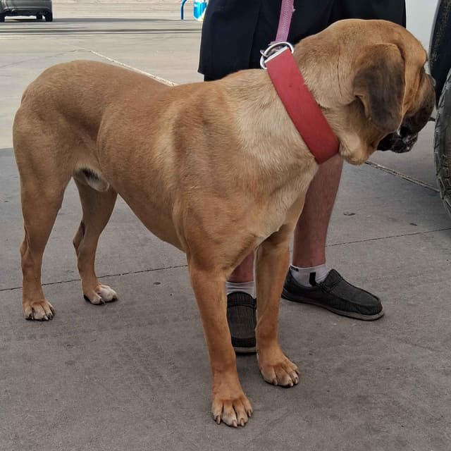 Cane Corso Puppies media 5