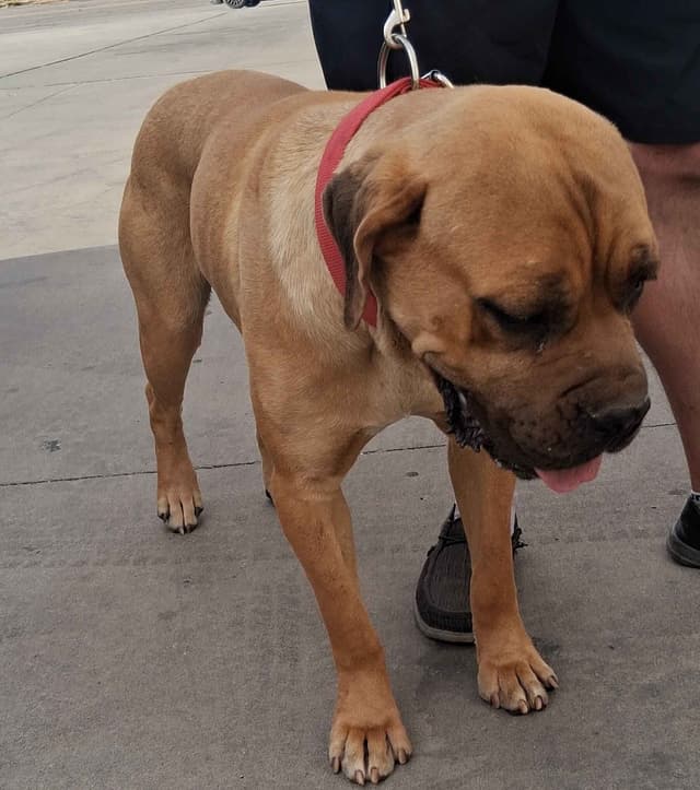 Cane Corso Puppies media 6