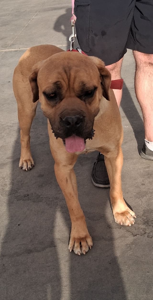 Cane Corso Puppies media 7