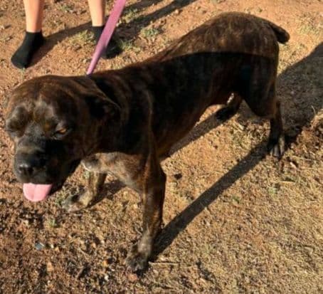 Cane Corso Puppies media 8