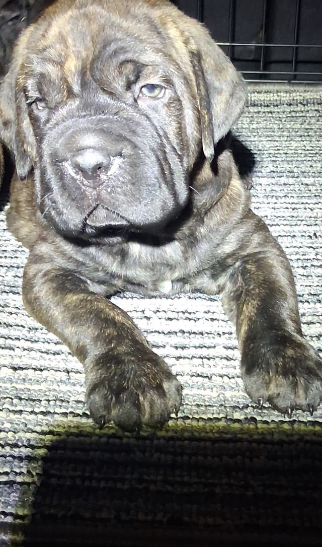 Cane Corso Puppies media 9