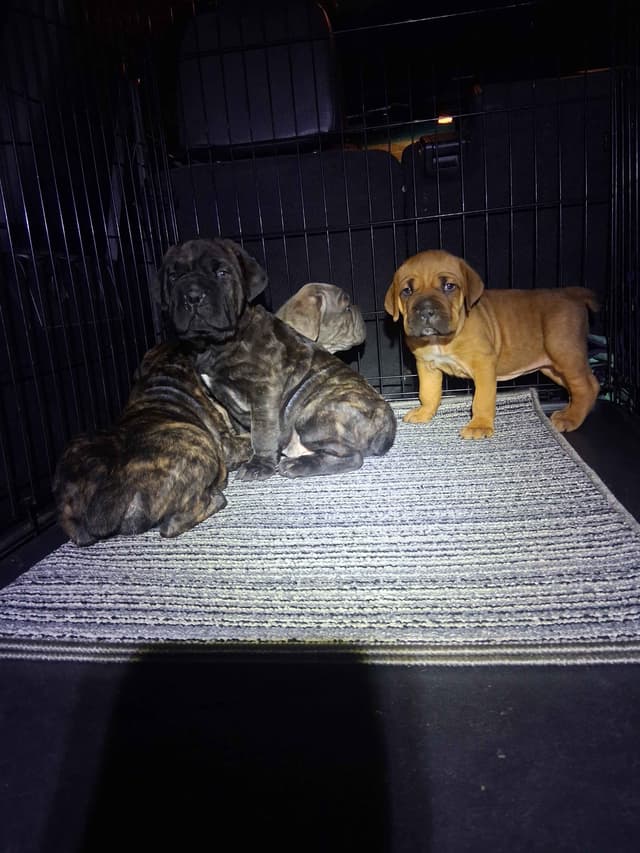 Cane Corso Puppies media 10