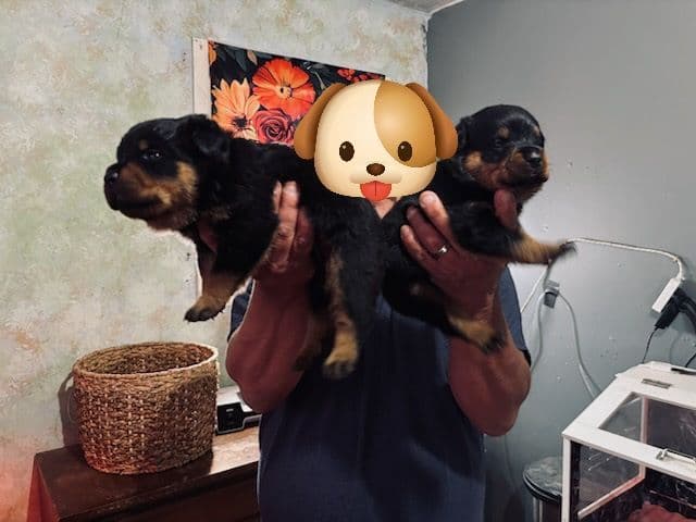 German Rottweiler Puppies media 7
