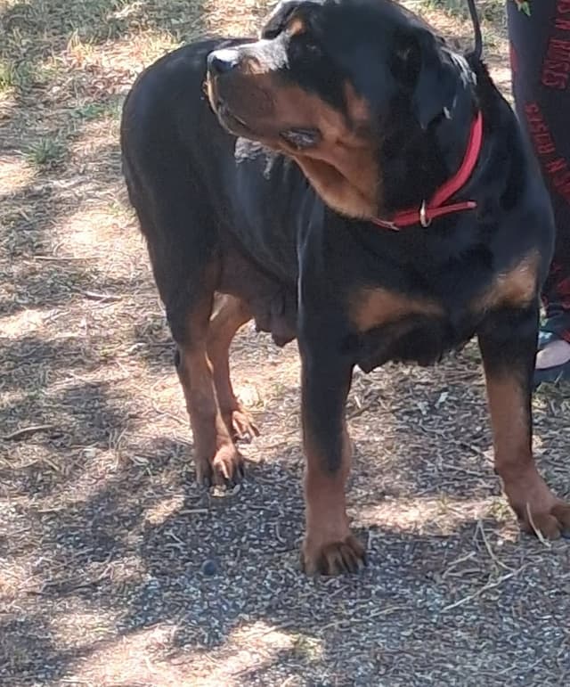 German Rottweiler Puppies media 5