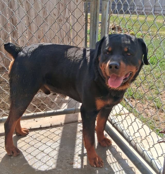 German Rottweiler Puppies media 6