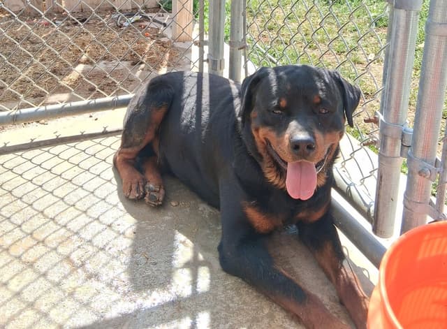 German Rottweiler Puppies media 8
