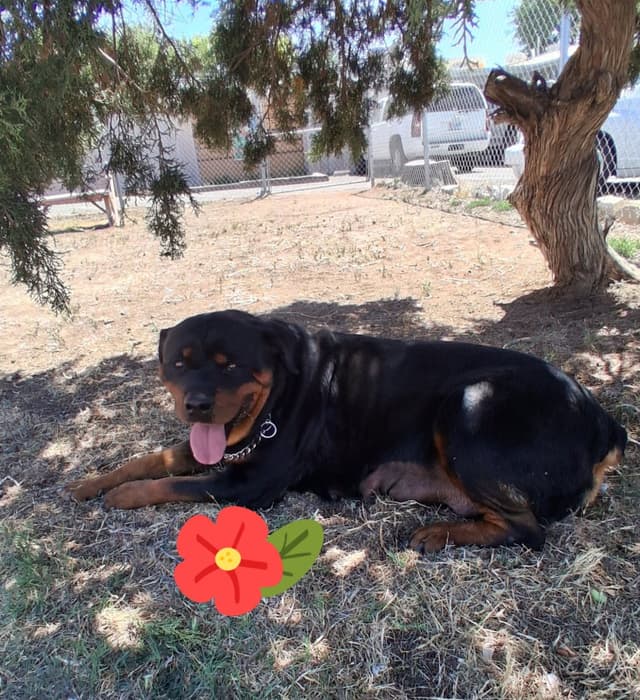German Rottweiler Puppies media 9