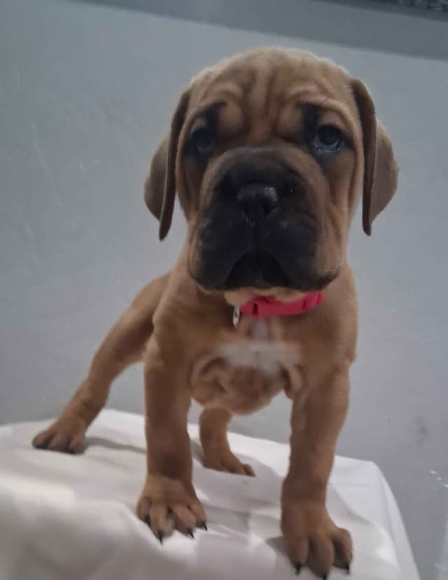 Cane Corso Puppies media 2