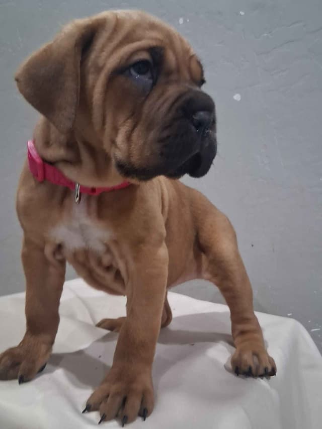 Cane Corso Puppies media 12