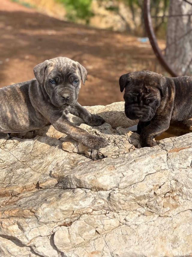 Cane Corso Puppies media 13