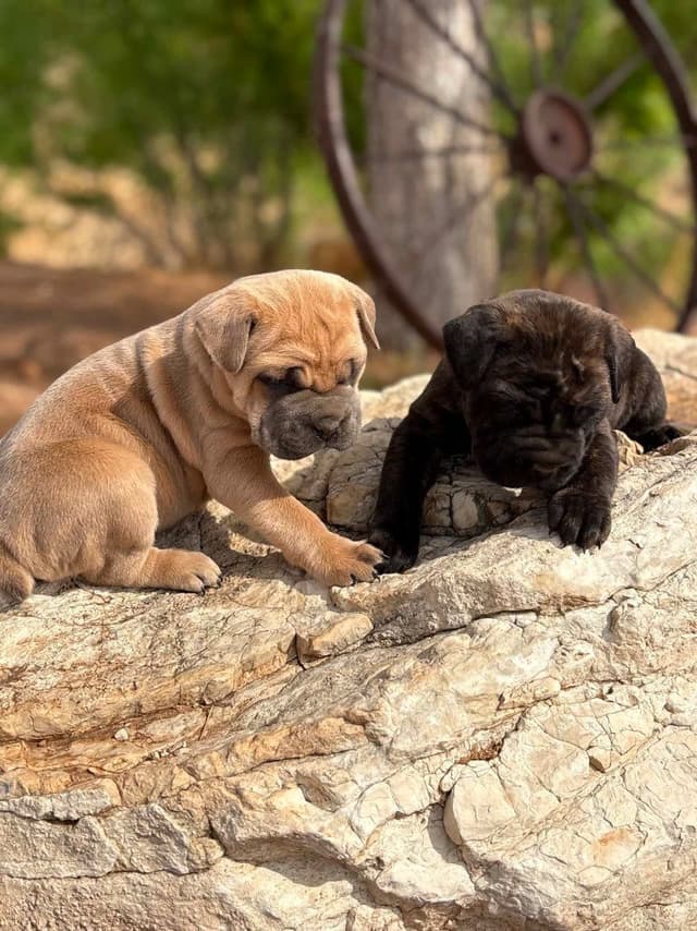 Cane Corso Puppies media 14