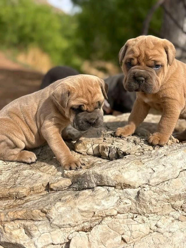 Cane Corso Puppies media 15