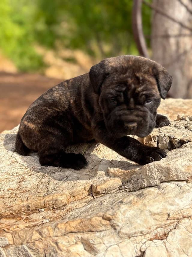 Cane Corso Puppies media 16