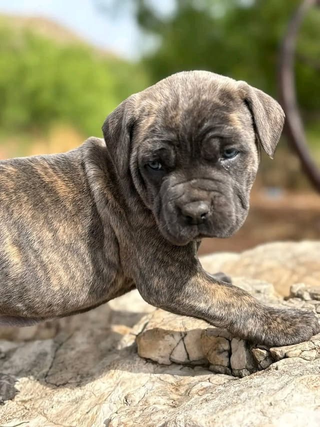 Cane Corso Puppies media 17