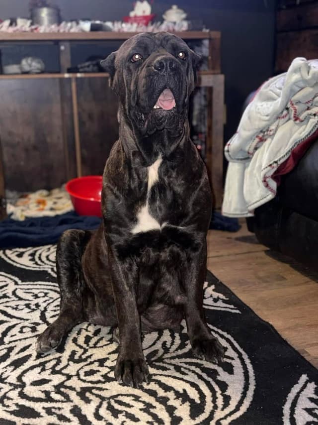 Cane Corso Puppies media 18