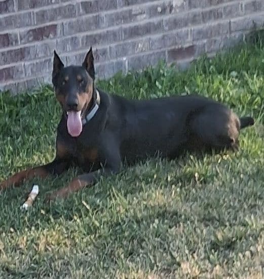 European Doberman Pinscher Puppies media 3
