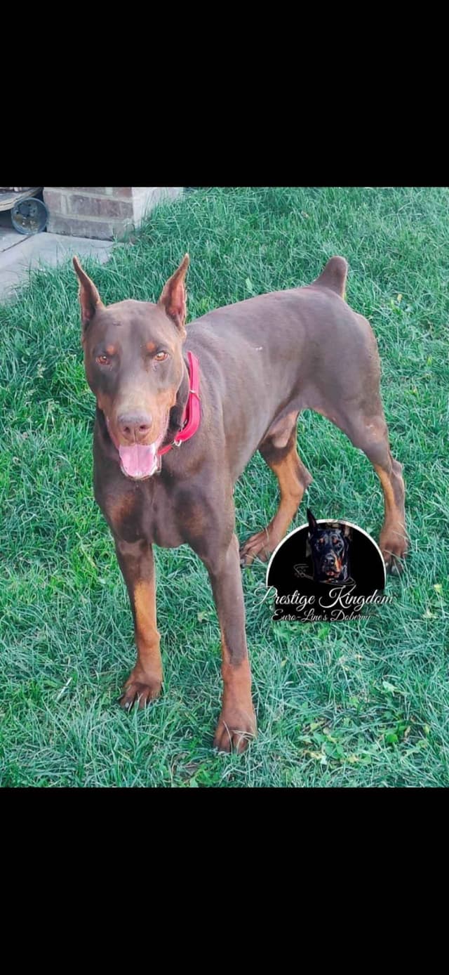 European Doberman Pinscher Puppies media 4