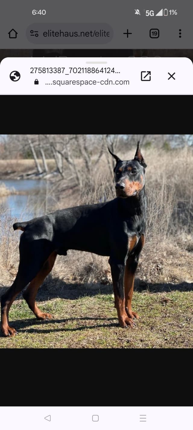 European Doberman Pinscher Puppies media 6