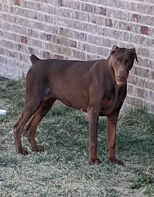 European Doberman Pinscher Puppies media 5