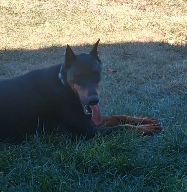 European Doberman Pinscher Puppies media 10