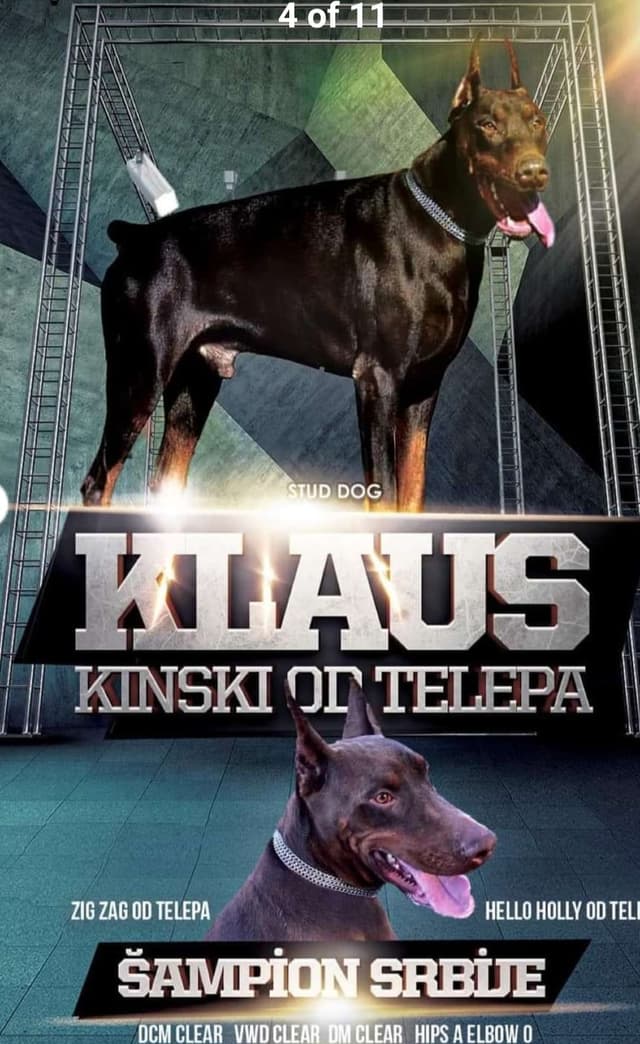 European Doberman Pinscher Puppies media 9