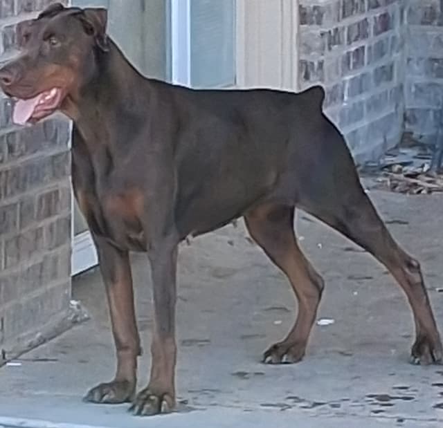 European Doberman Pinscher Puppies media 11