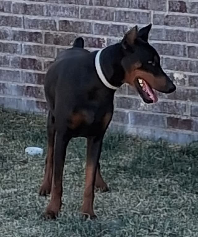 European Doberman Pinscher Puppies media 12