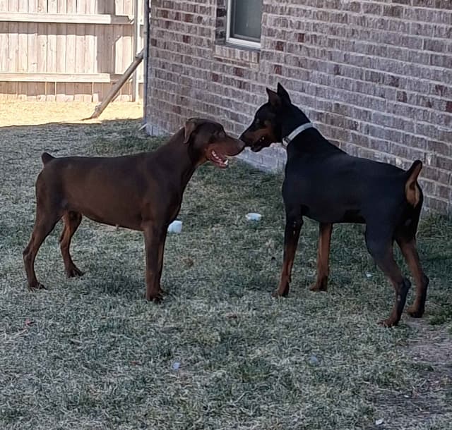 European Doberman Pinscher Puppies media 13