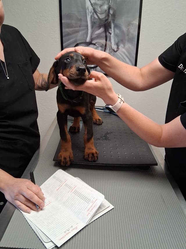 European Doberman Pinscher Puppies media 14