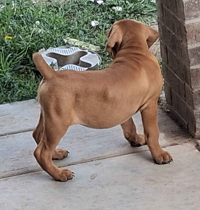 Cane Corso Puppies media 19