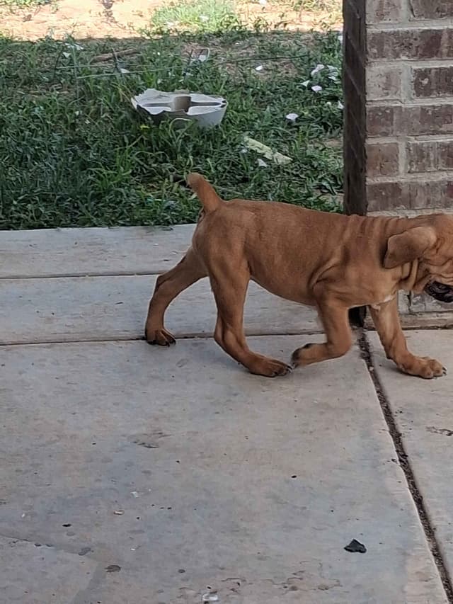 Cane Corso Puppies media 20