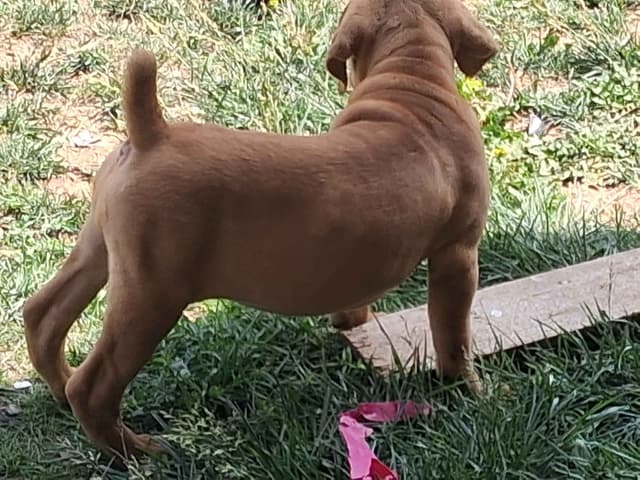 Cane Corso Puppies media 21