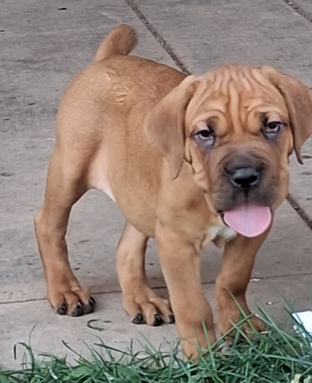 Cane Corso Puppies media 22