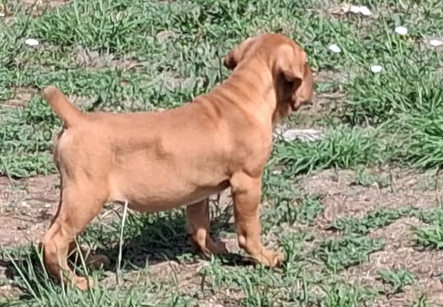 Cane Corso Puppies media 23
