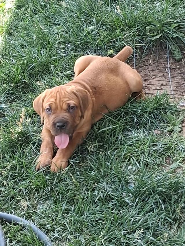 Cane Corso Puppies media 24