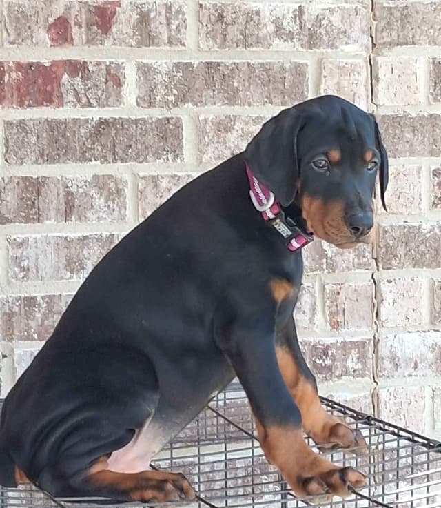 European Doberman Pinscher Puppies media 16