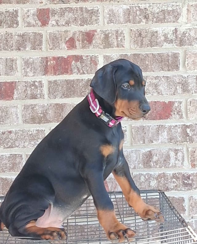 European Doberman Pinscher Puppies media 2