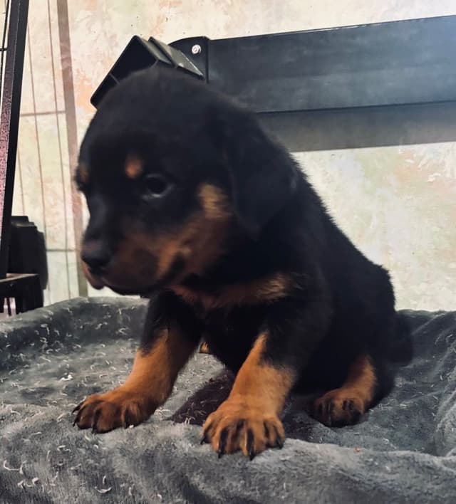 German Rottweiler Puppies media 3