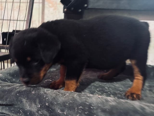 German Rottweiler Puppies media 4
