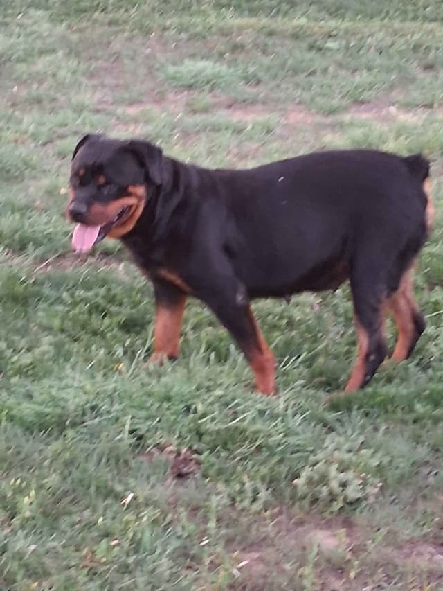 German Rottweiler Puppies media 11