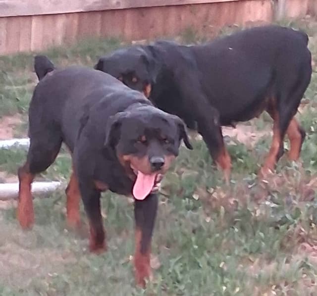 German Rottweiler Puppies media 10
