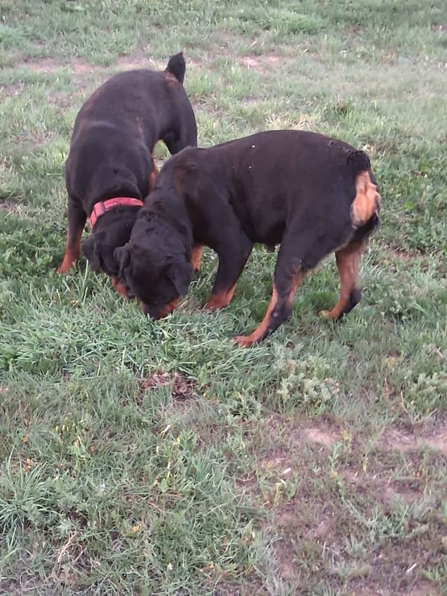 German Rottweiler Puppies media 12