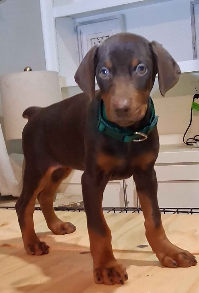 European Doberman Pinscher Puppies media 17