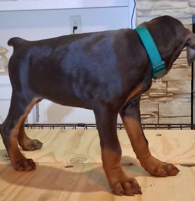 European Doberman Pinscher Puppies media 18