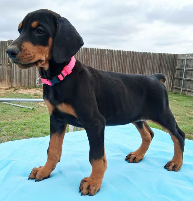 European Doberman Pinscher Puppies media 19