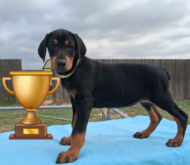 European Doberman Pinscher Puppies media 20