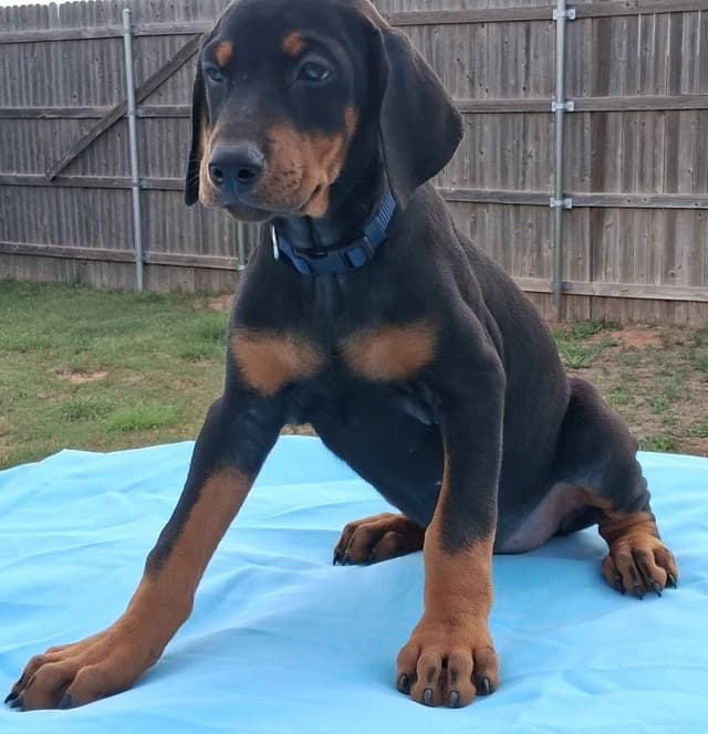 European Doberman Pinscher Puppies media 21