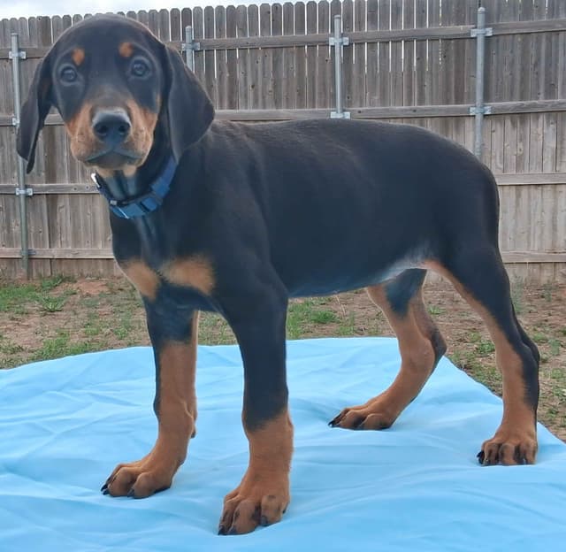 European Doberman Pinscher Puppies media 23