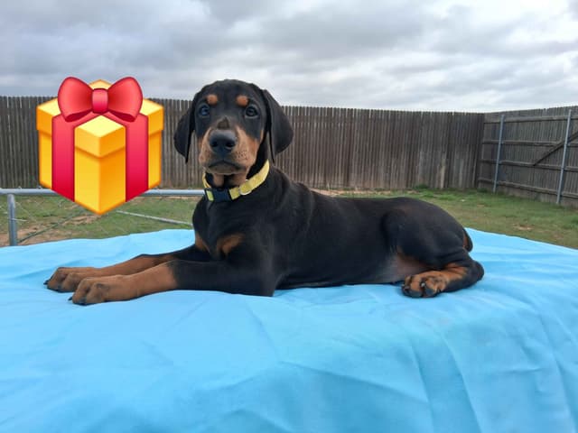 European Doberman Pinscher Puppies media 22