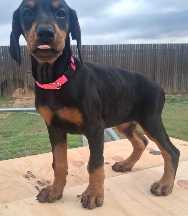 European Doberman Pinscher Puppies media 25